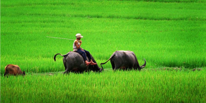 Chiêm bao thấy dắt trâu ra đồng