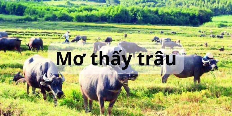 mơ thấy trâu